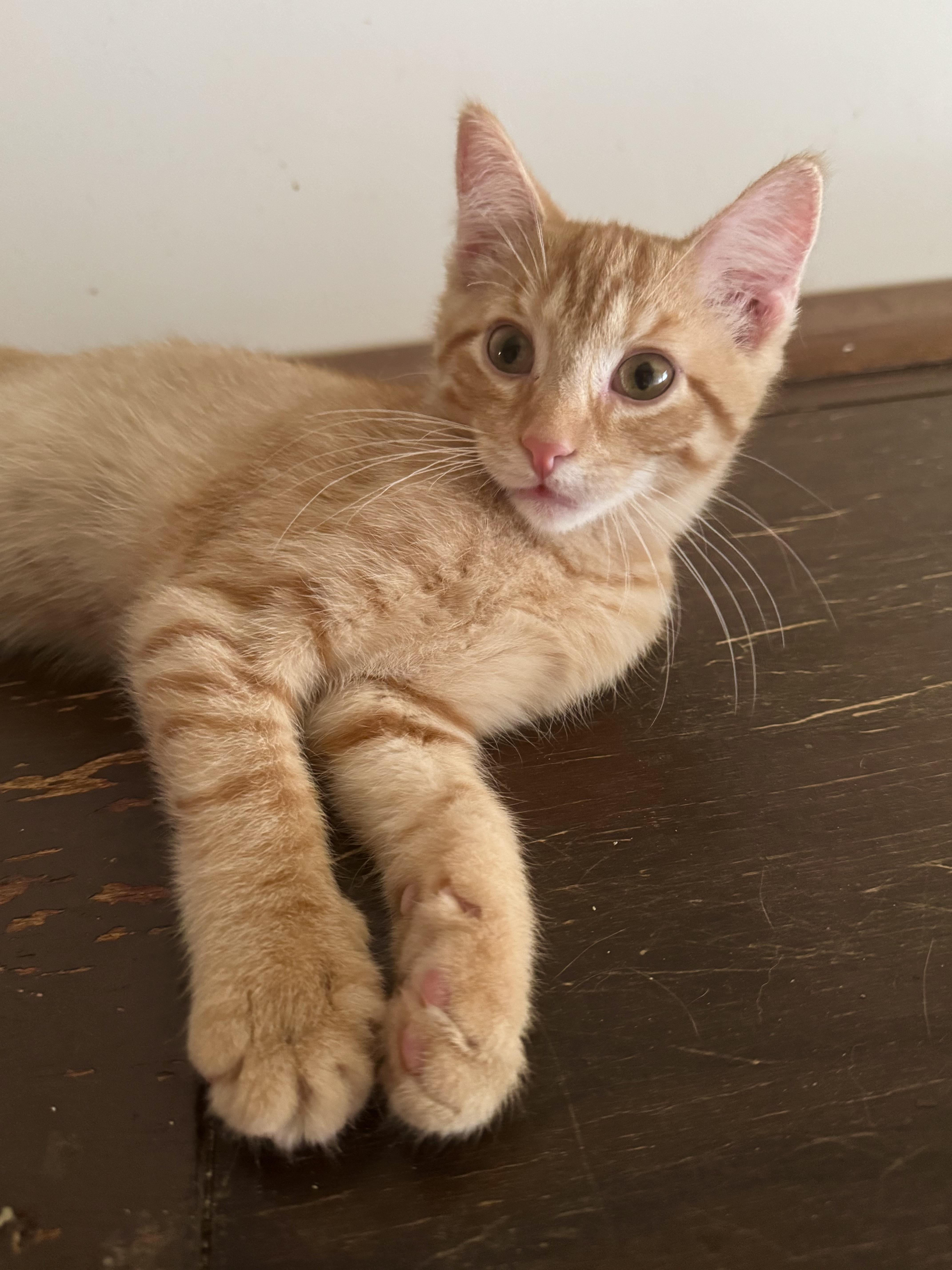 Goldie, Adoptable, Young Female Domestic Short Hair.