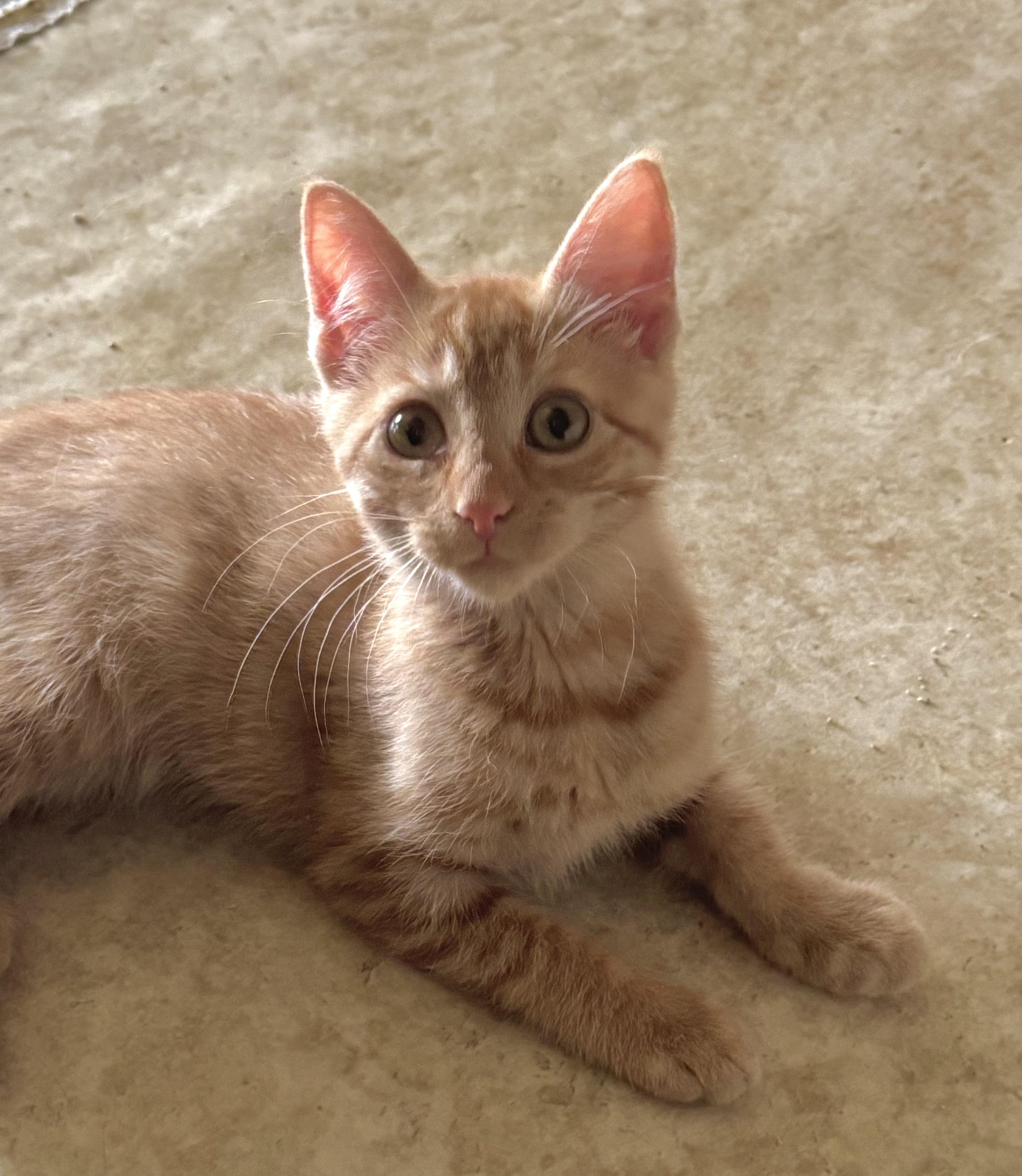 Goldie, a Adoptable Domestic Short Hair in North Tonawanda, NY image 3/6