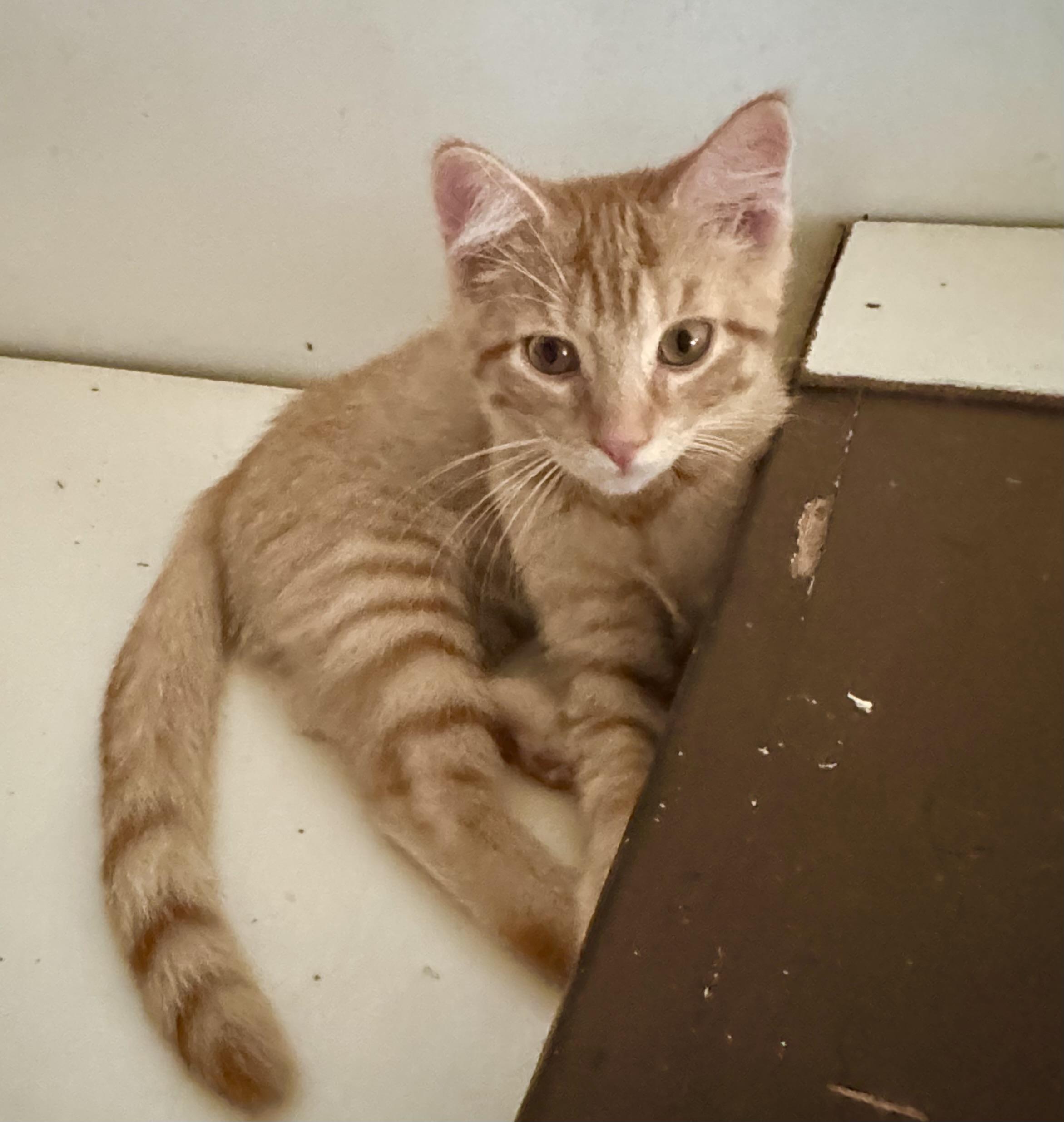 Goldie, a Adoptable Domestic Short Hair in North Tonawanda, NY image 4/6