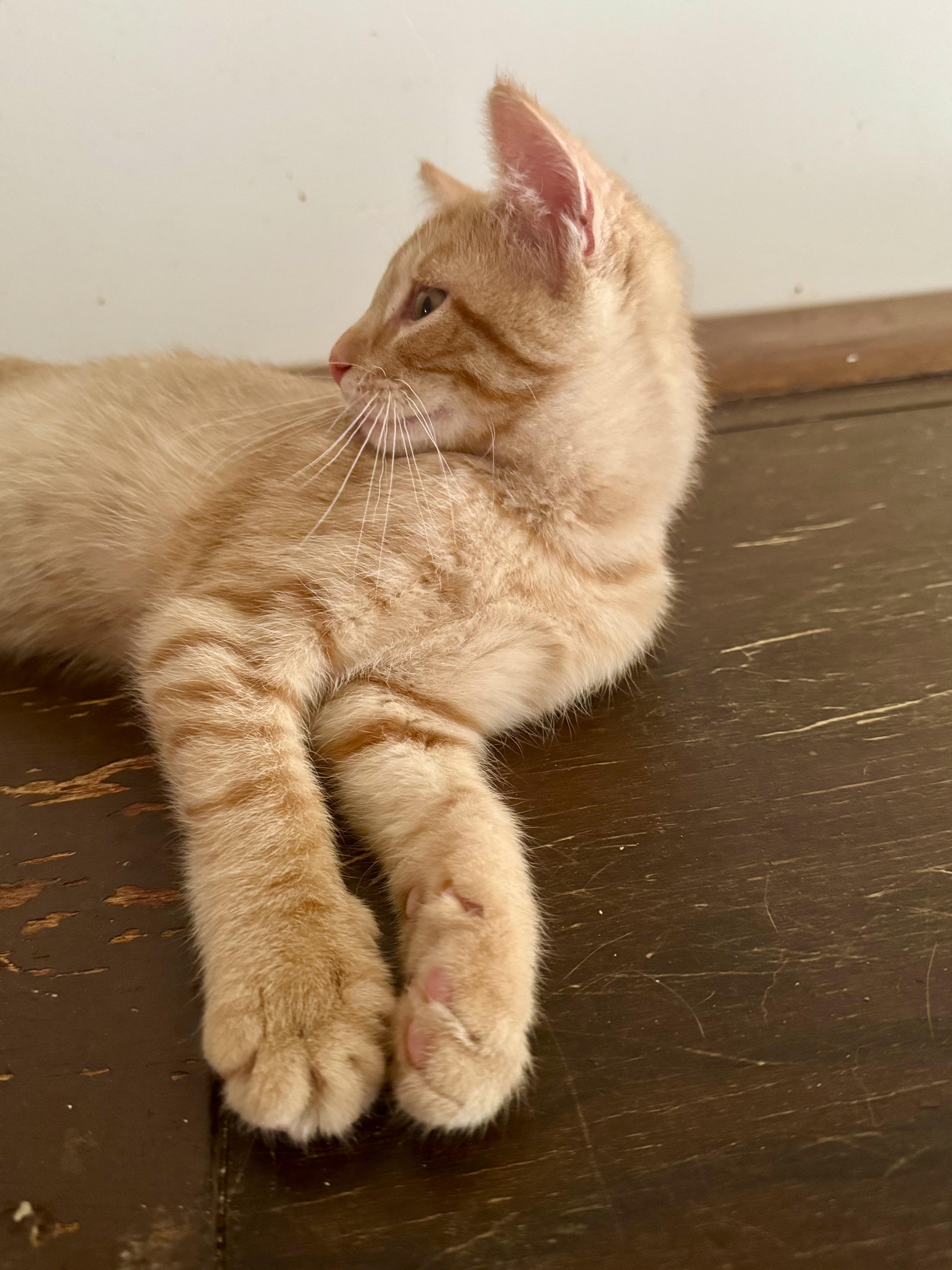 Goldie, a Adoptable Domestic Short Hair in North Tonawanda, NY image 2/6