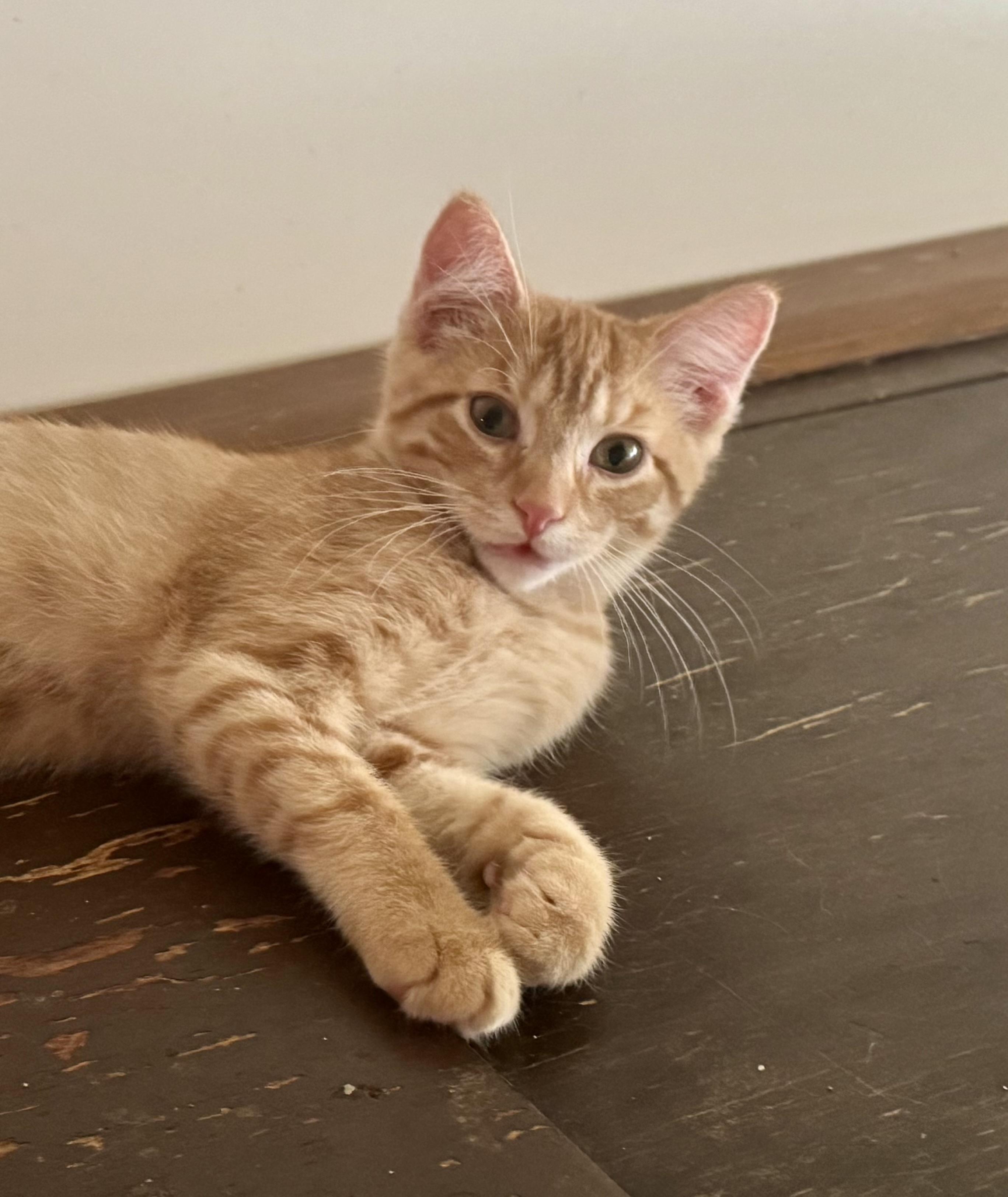 Goldie, a Adoptable Domestic Short Hair in North Tonawanda, NY image 6/6