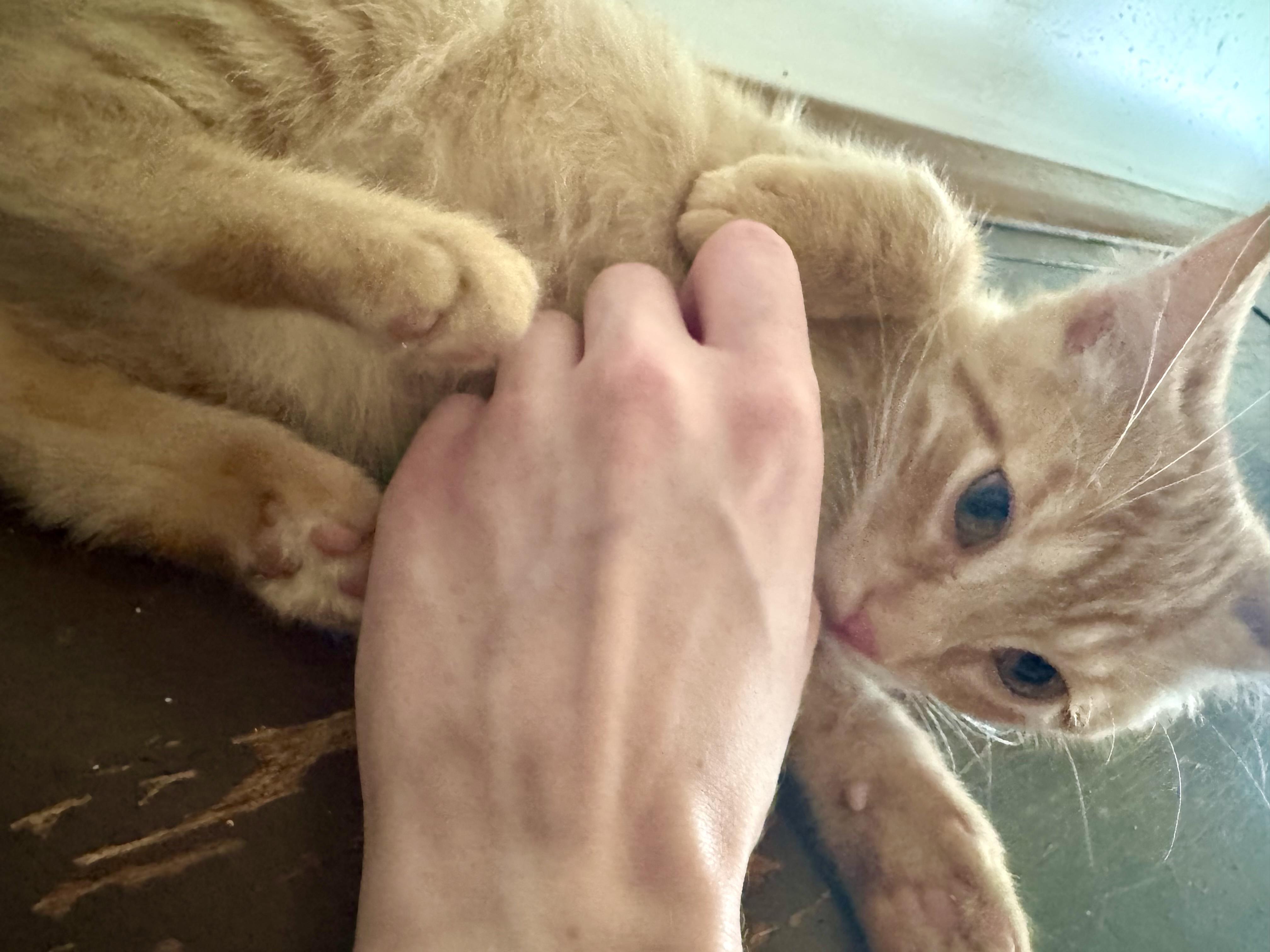 Goldie, a Adoptable Domestic Short Hair in North Tonawanda, NY image 5/6
