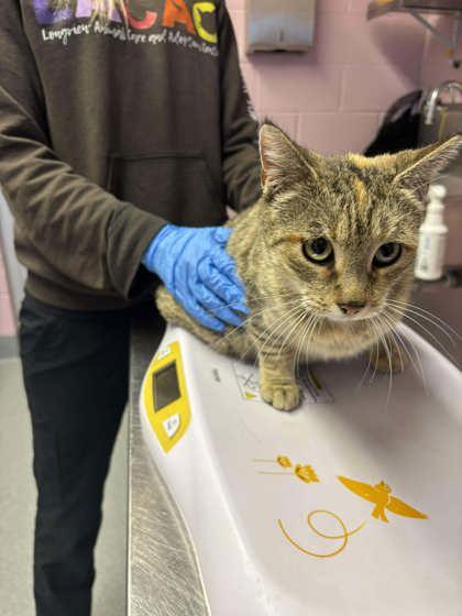 Porridge, Adoptable, Kitten Female Domestic Short Hair & Domestic Short Hair.