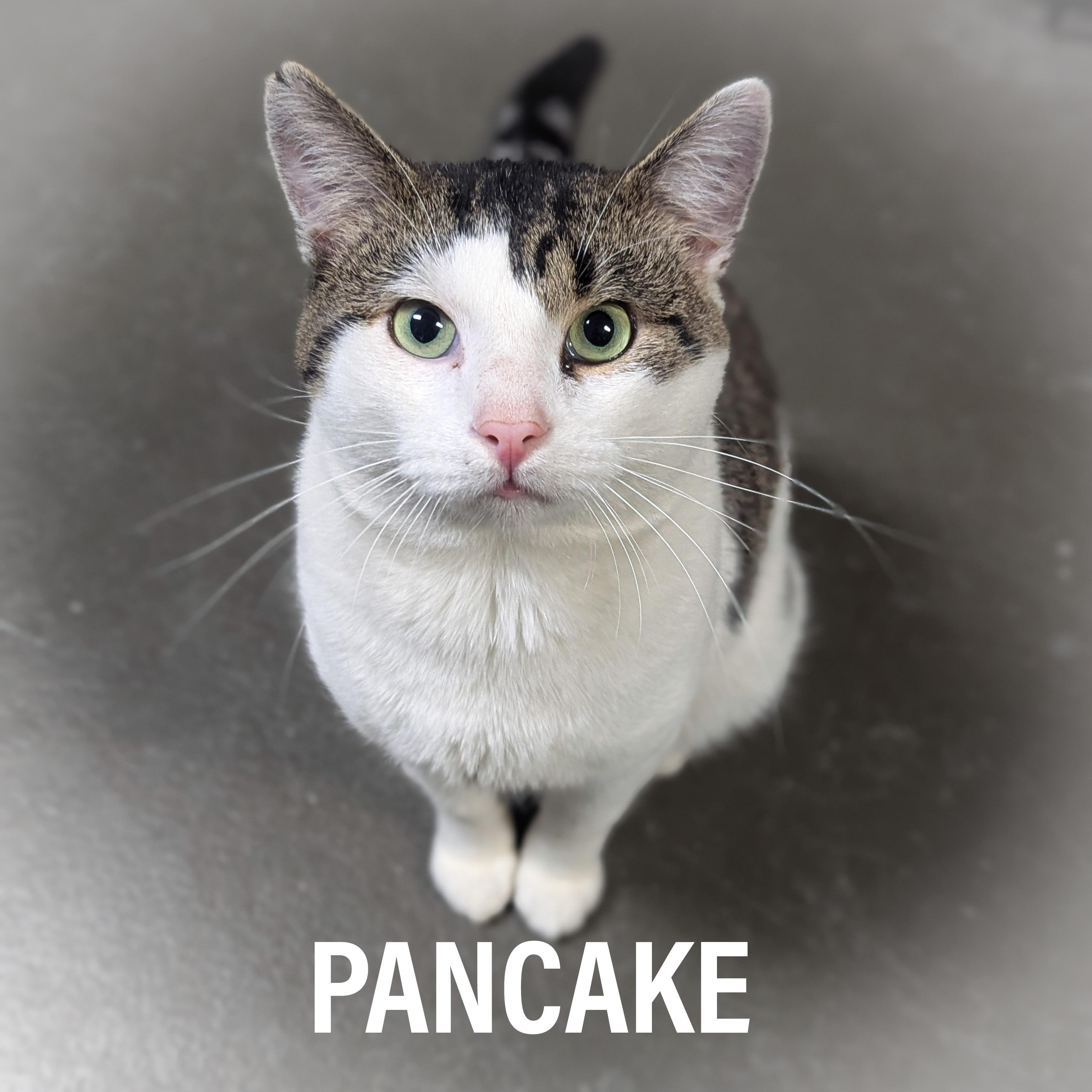 Enlarge PANCAKE, an adopted mixed breed in Schererville, IN image 1/5