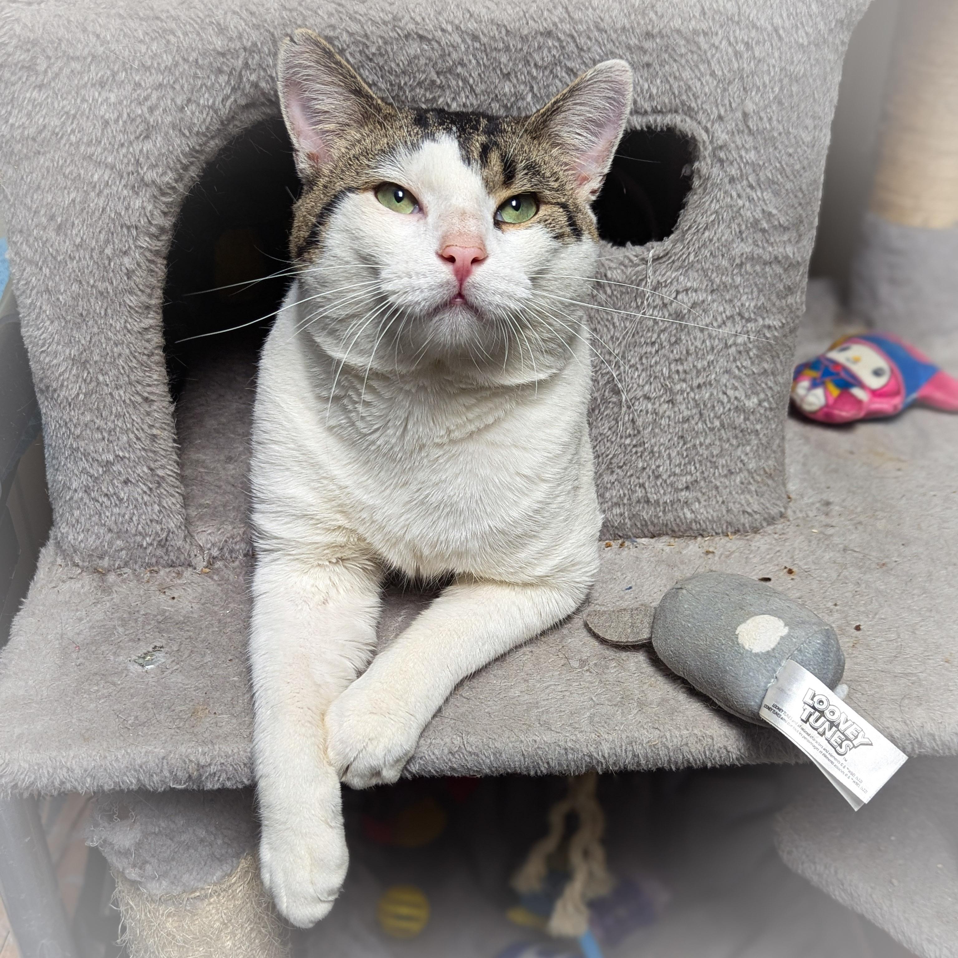 Enlarge PANCAKE, an adopted mixed breed in Schererville, IN image 2/5