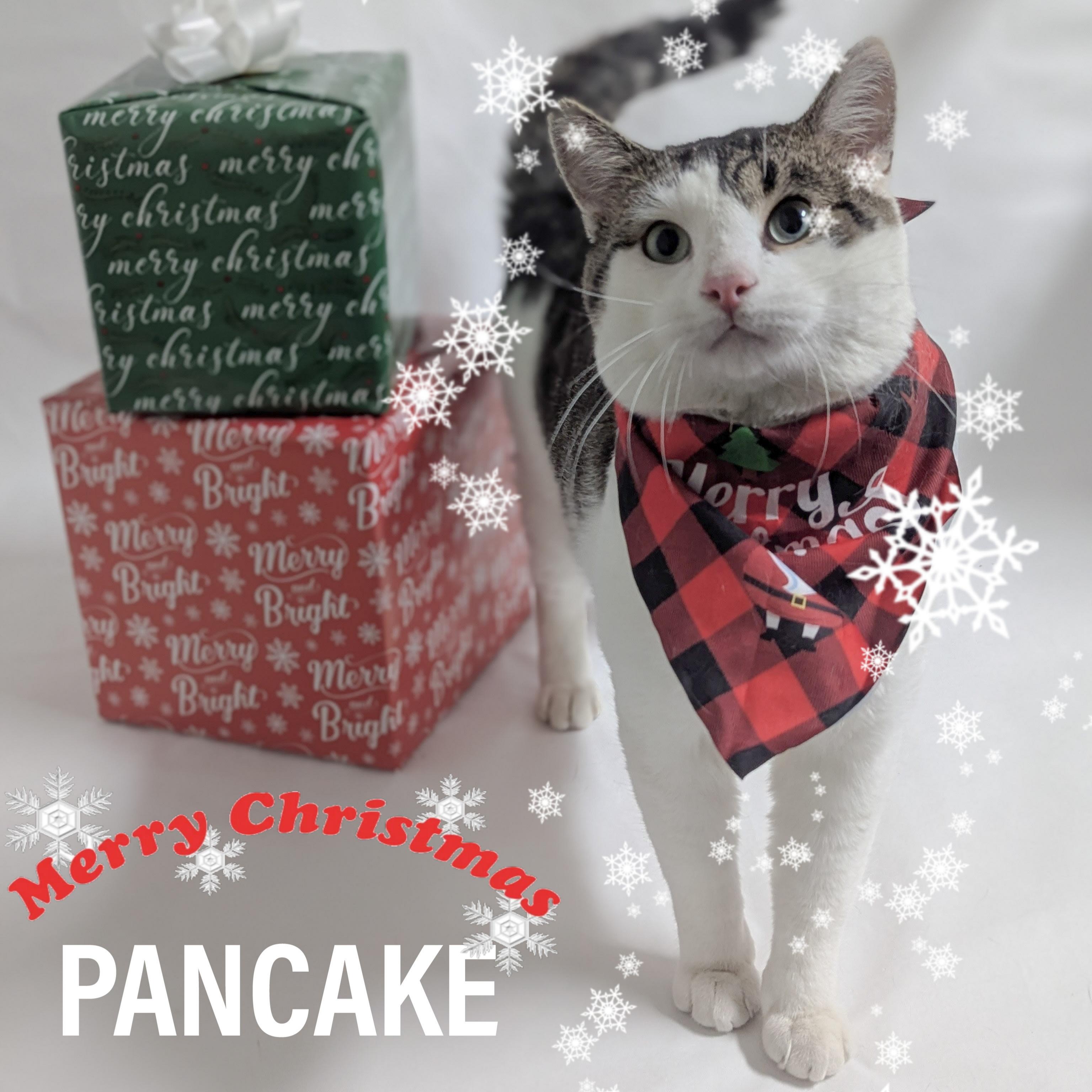 Enlarge PANCAKE, an adopted mixed breed in Schererville, IN image 4/5