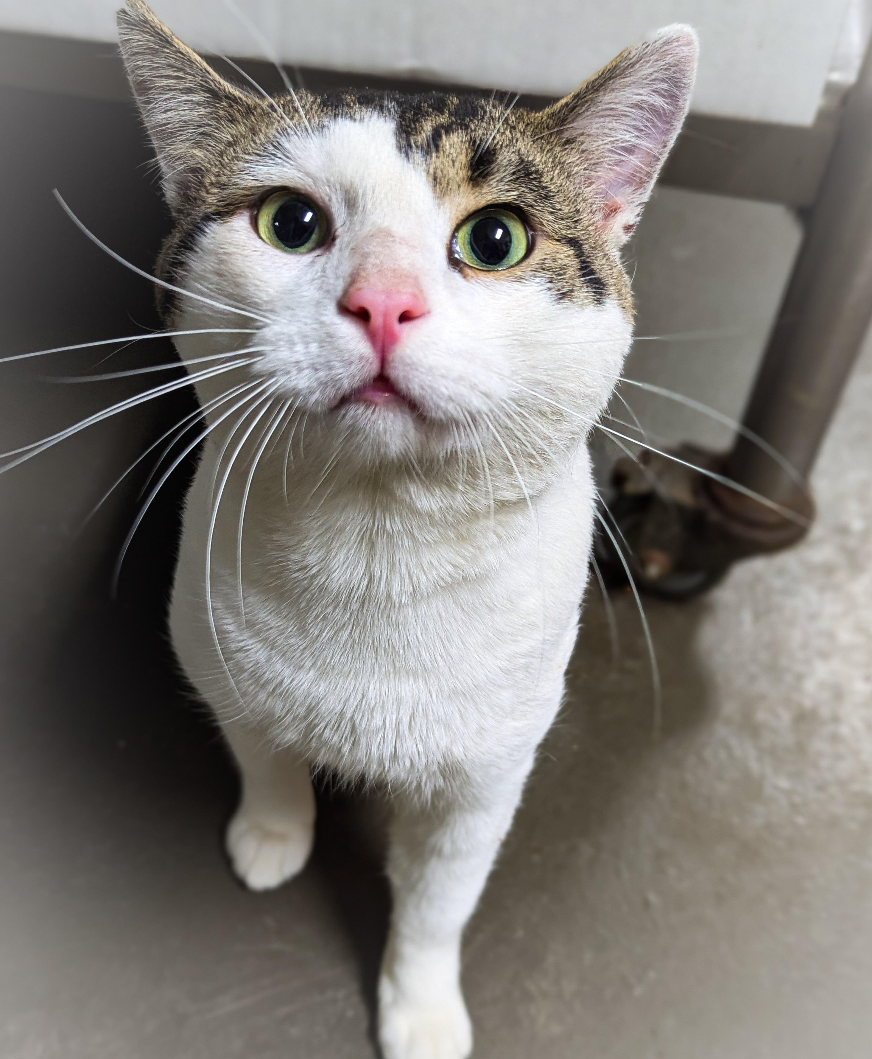 Enlarge PANCAKE, an adopted mixed breed in Schererville, IN image 3/5