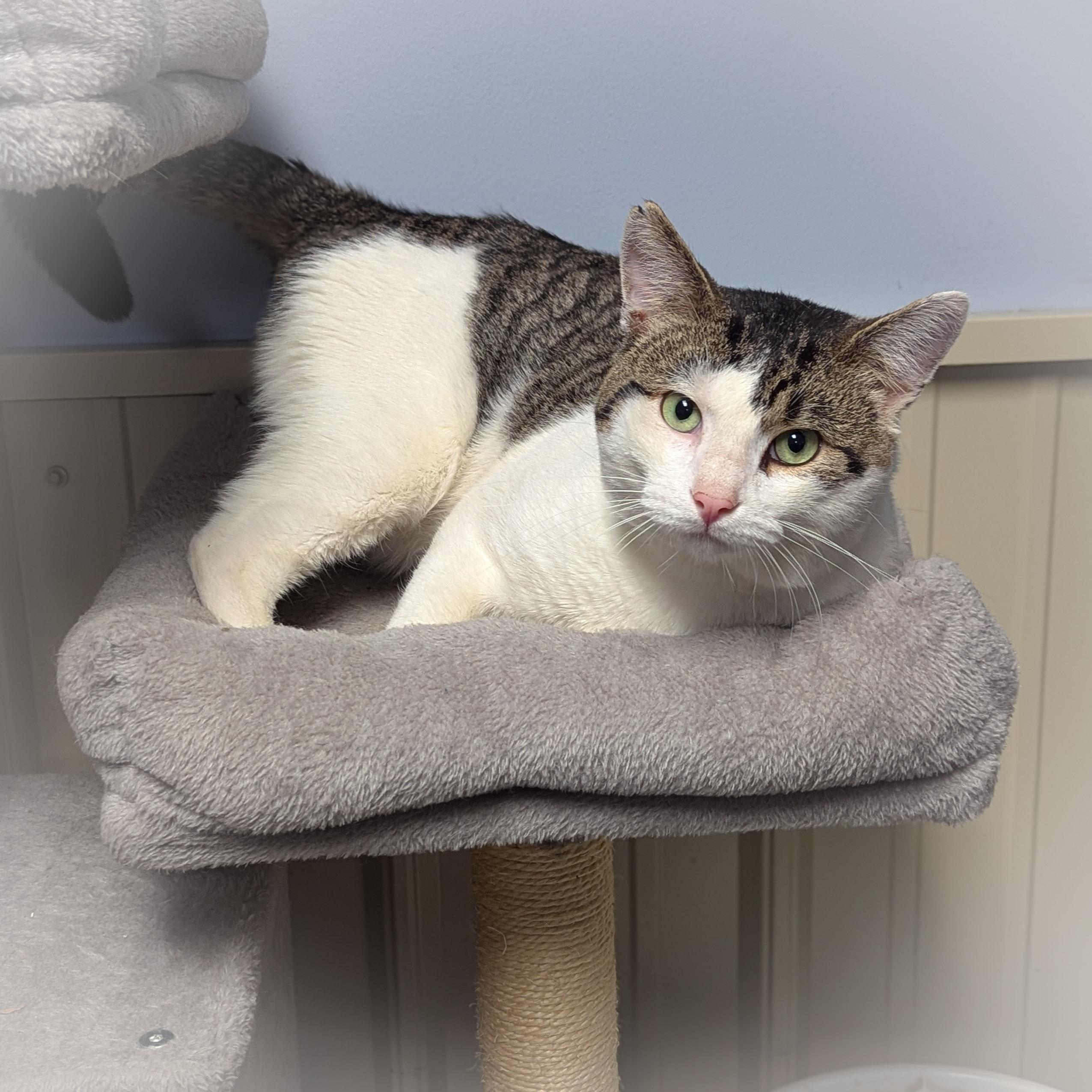 Enlarge PANCAKE, an adopted mixed breed in Schererville, IN image 5/5