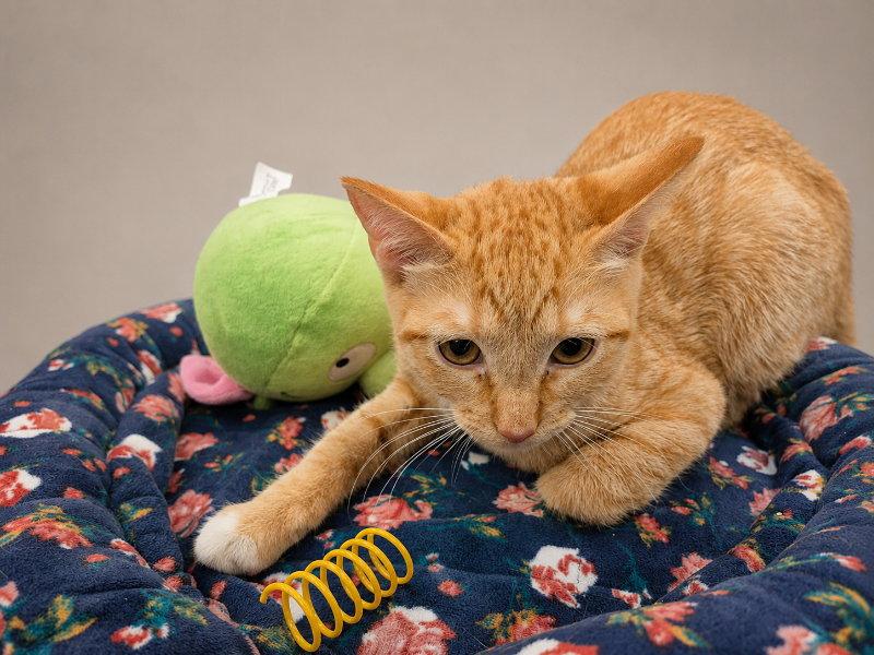 Enlarge Sophia, a Adoptable Tabby in Pineville, LA image 1/3