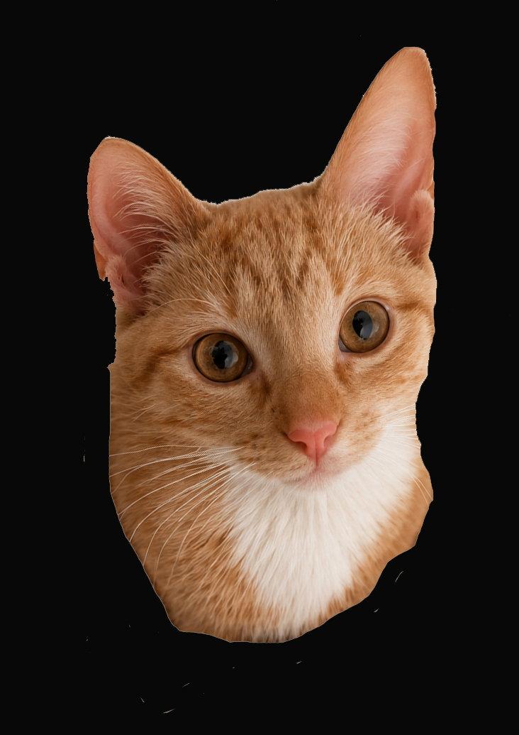 Enlarge Sophia, a Adoptable Tabby in Pineville, LA image 2/3