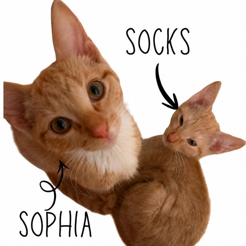 Enlarge Sophia, a Adoptable Tabby in Pineville, LA image 3/3