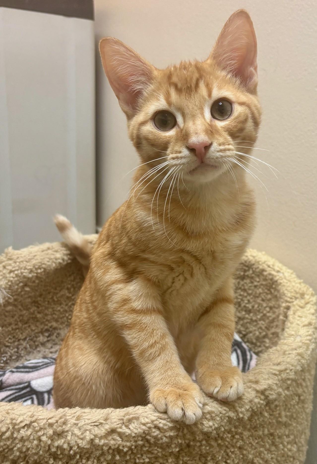 Enlarge Sphinx, a ADOPTABLE Domestic Short Hair in Dover, DE image 3/6