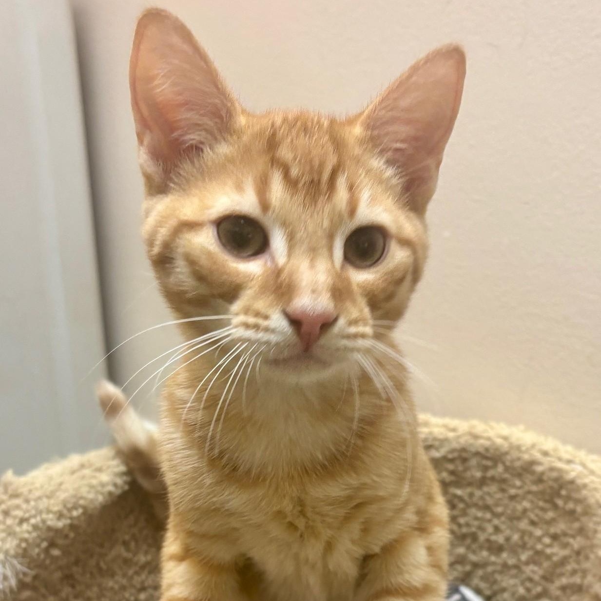 Enlarge Sphinx, a ADOPTABLE Domestic Short Hair in Dover, DE image 1/6