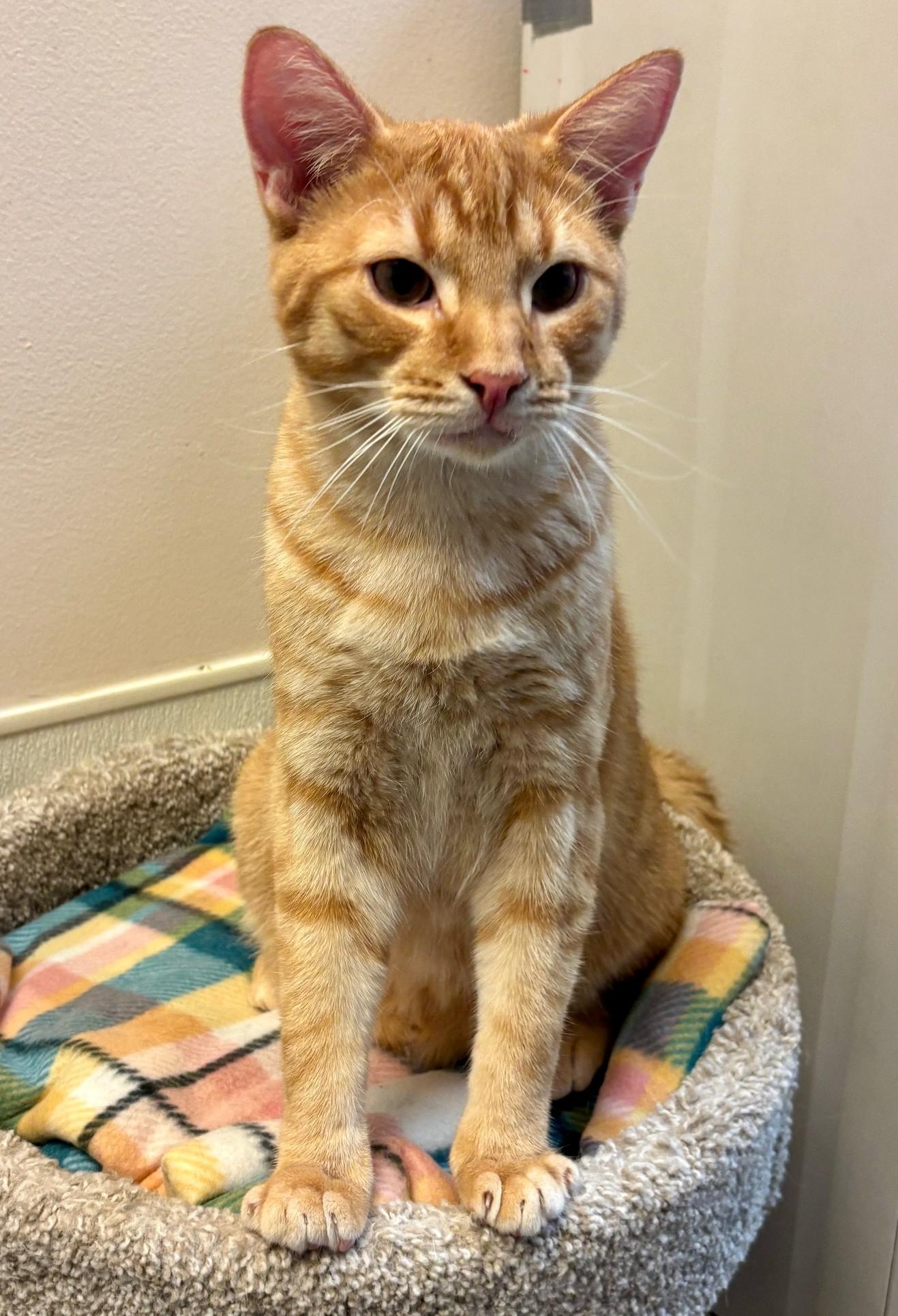 Enlarge Sphinx, an adoptable Domestic Short Hair in Dover, DE image 2/3