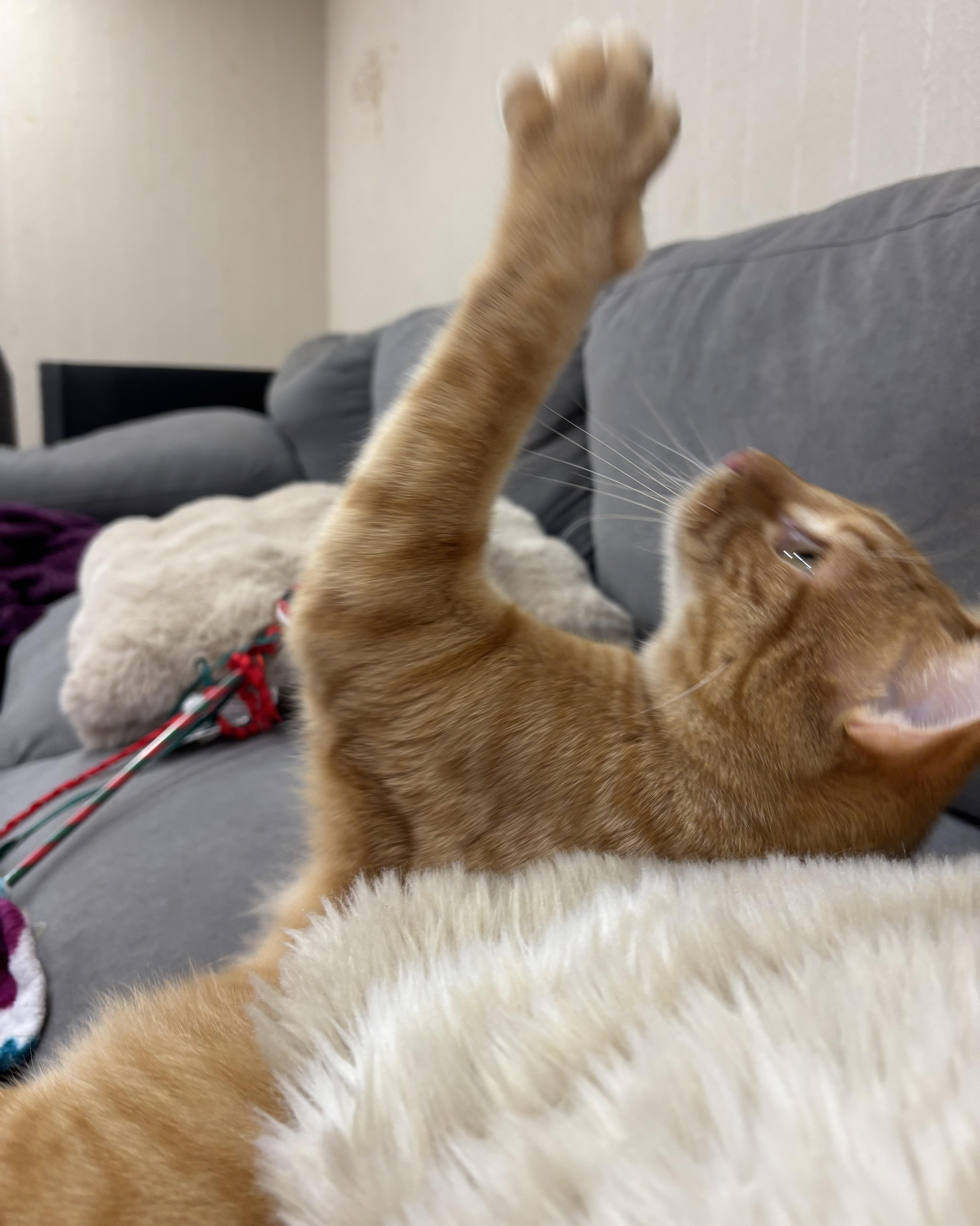 Enlarge Sphinx, an adoptable Domestic Short Hair in Dover, DE image 4/5