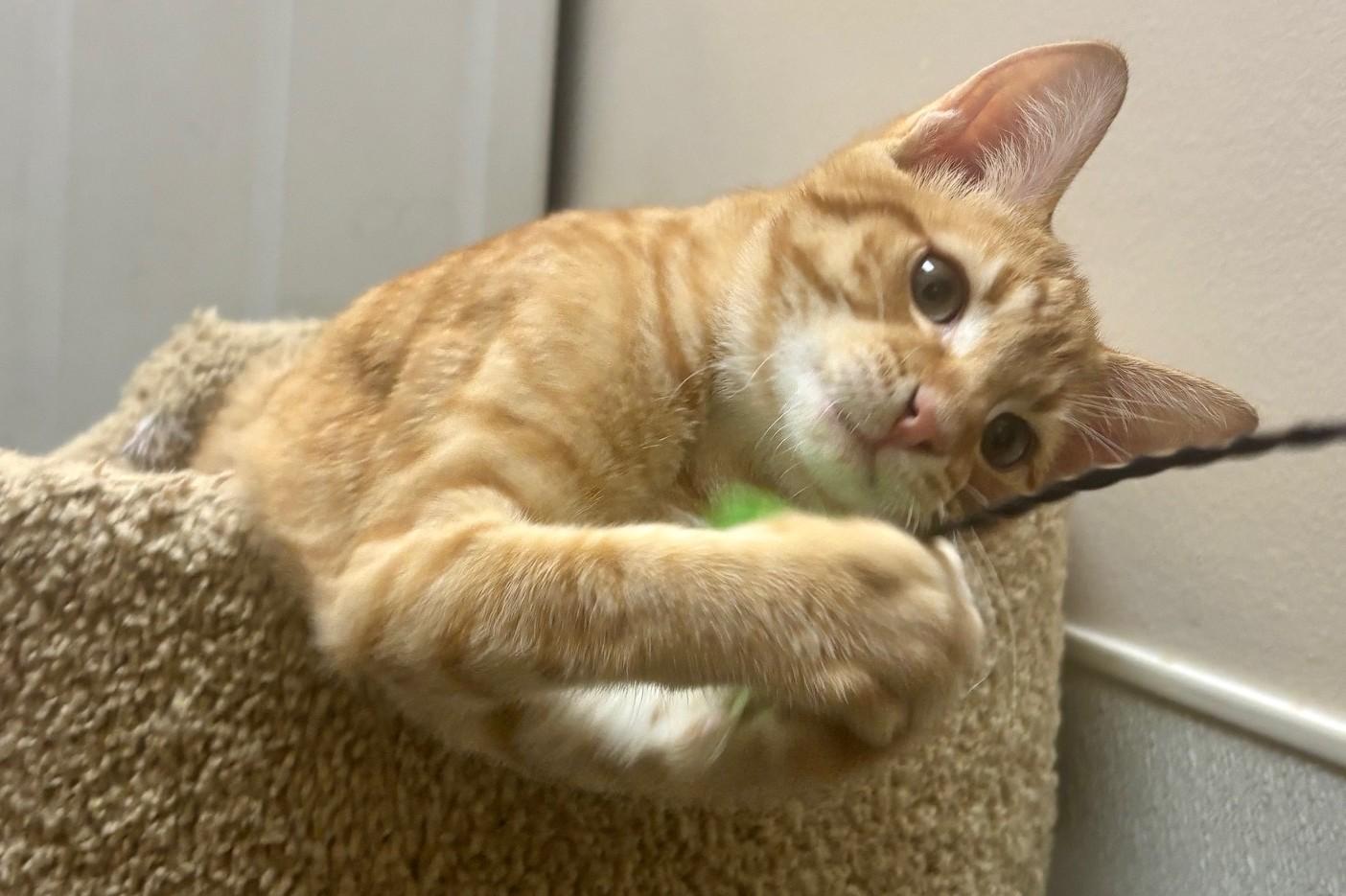 Enlarge Sphinx, a ADOPTABLE Domestic Short Hair in Dover, DE image 6/6