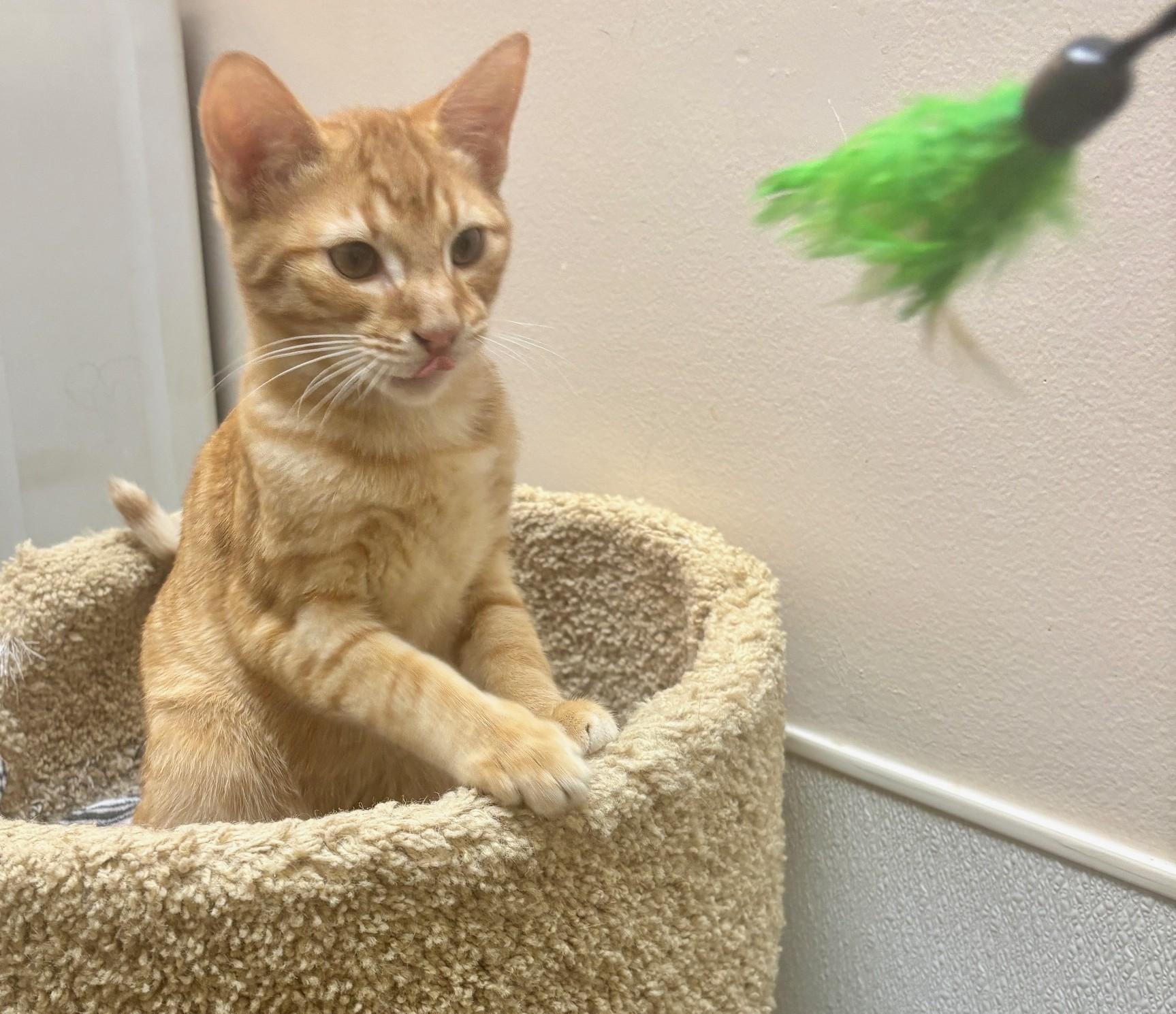 Enlarge Sphinx, a ADOPTABLE Domestic Short Hair in Dover, DE image 5/6