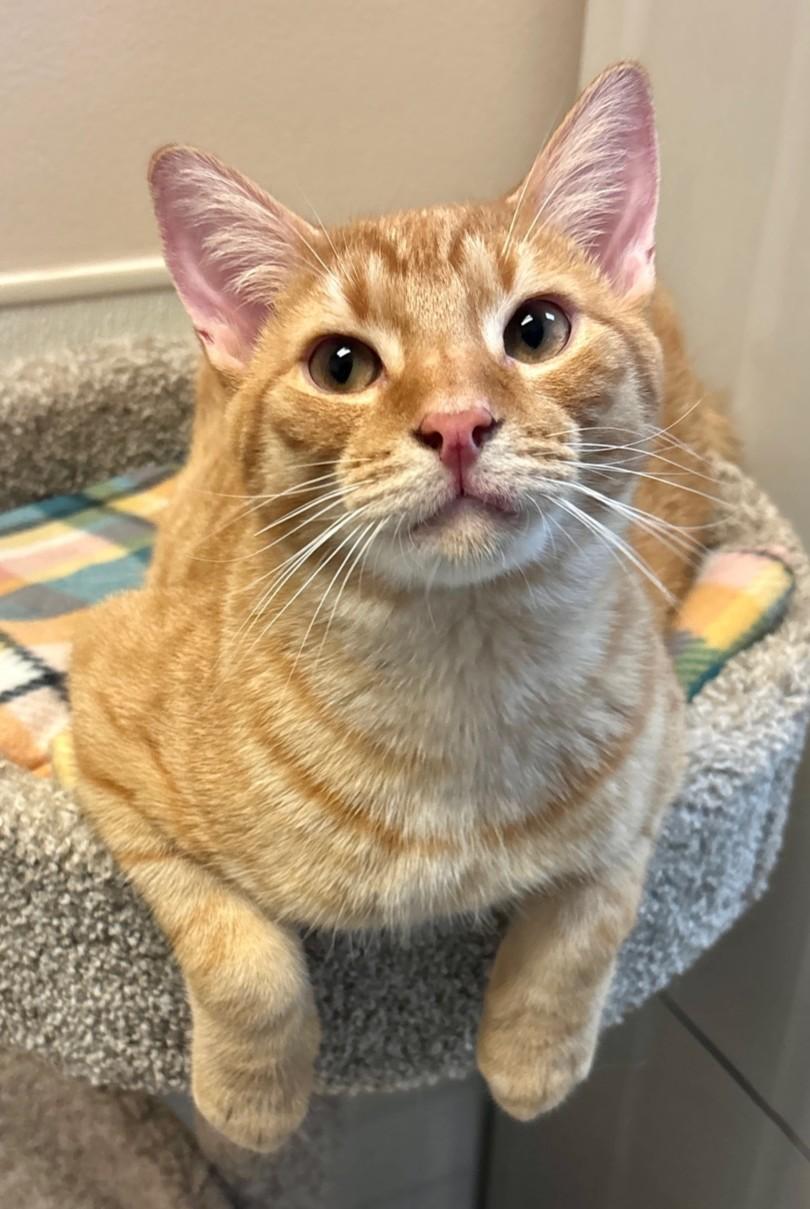 Enlarge Sphinx, an adoptable Domestic Short Hair in Dover, DE image 3/3