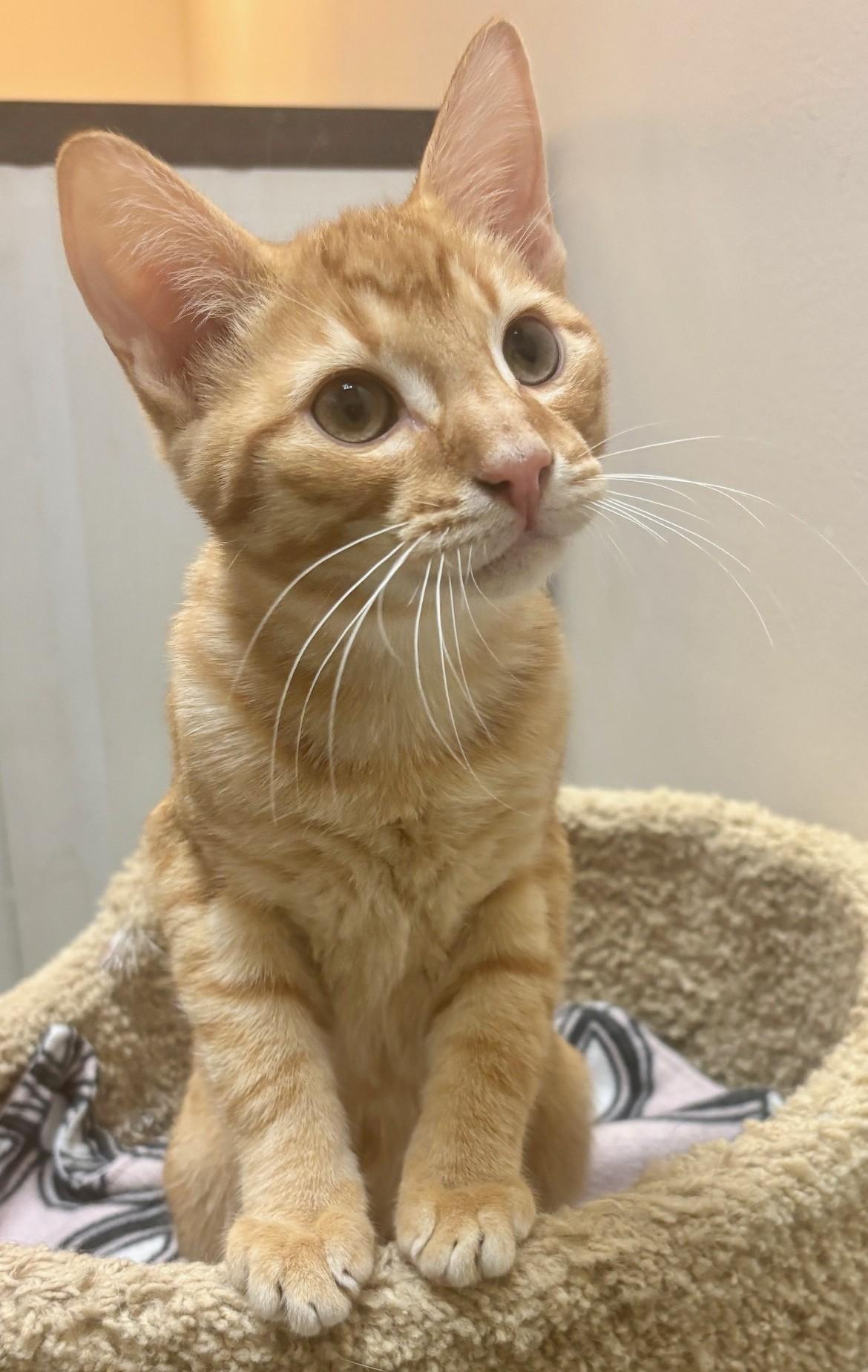 Enlarge Sphinx, a ADOPTABLE Domestic Short Hair in Dover, DE image 2/6