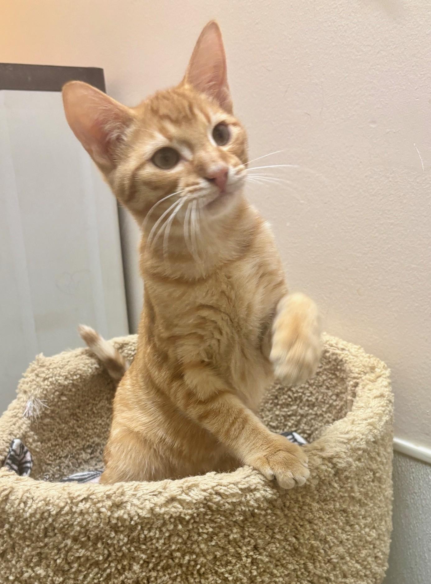 Enlarge Sphinx, a ADOPTABLE Domestic Short Hair in Dover, DE image 4/6