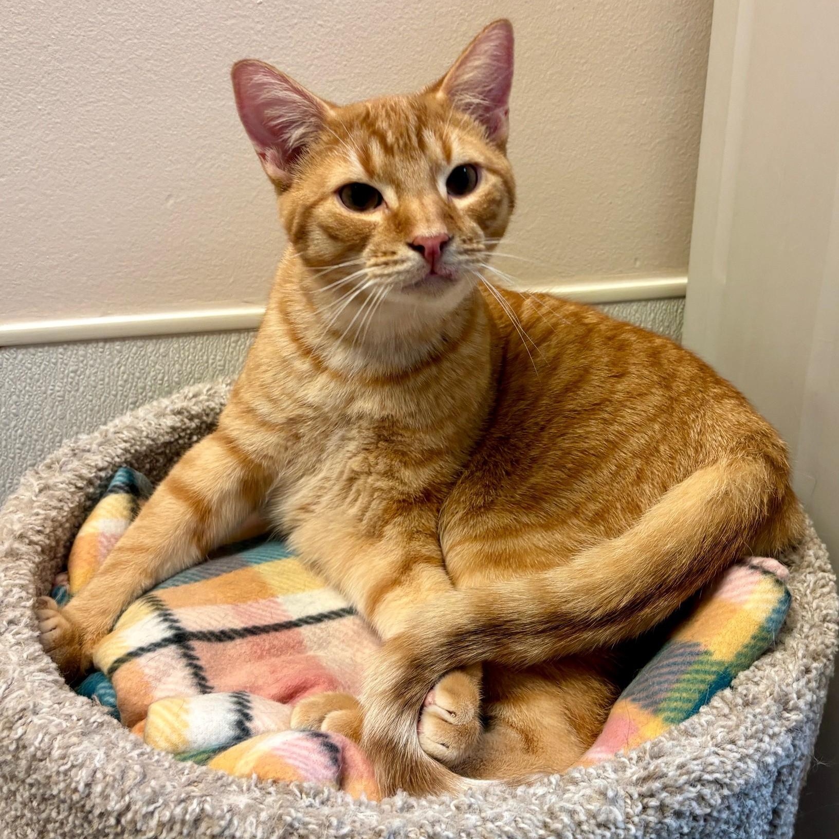 Sphinx, adoptable, Young Male Domestic Short Hair.