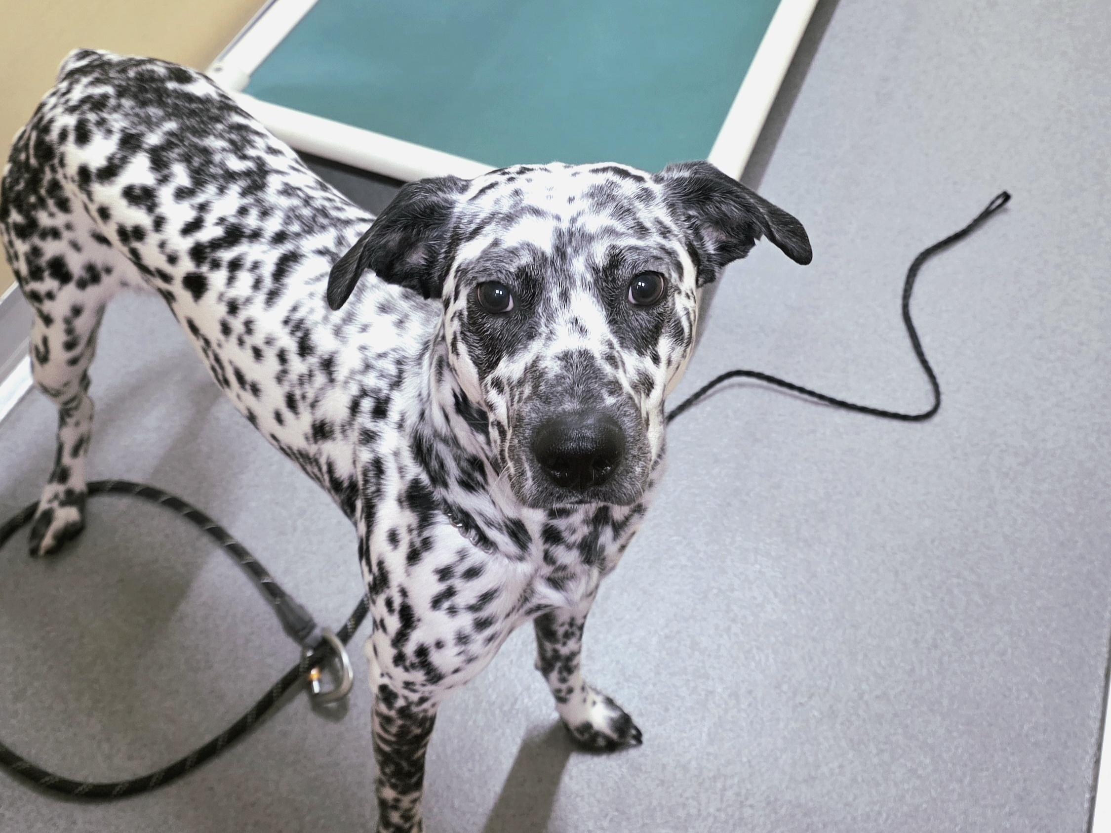 Enlarge Marshall, a ADOPTABLE Dalmatian in Jackson, WY image 1/1