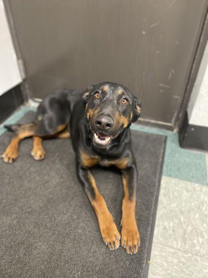 Yogurt, Adoptable, Adult Female Doberman Pinscher & Mixed Breed.
