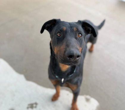 Yogurt, a Adoptable mixed breed in Shawano, WI image 2/2
