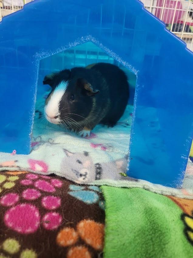 Casserole, Adoptable, Young Male Guinea Pig.