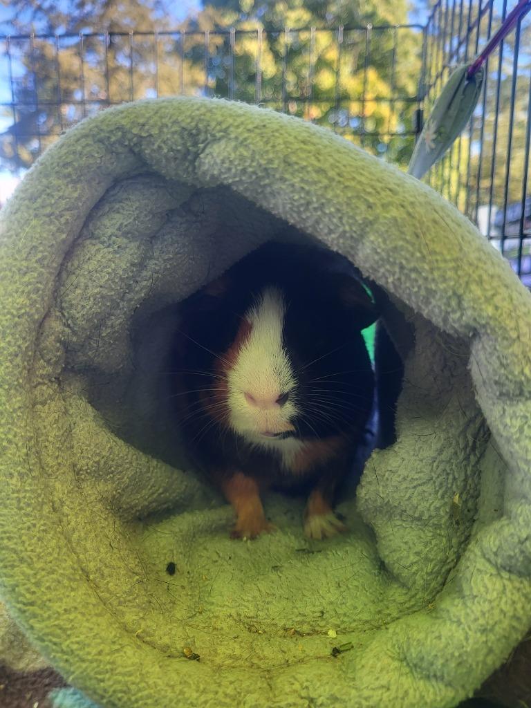 Casserole, a Adoptable Guinea Pig in CRYSTAL LAKE, IL image 2/6