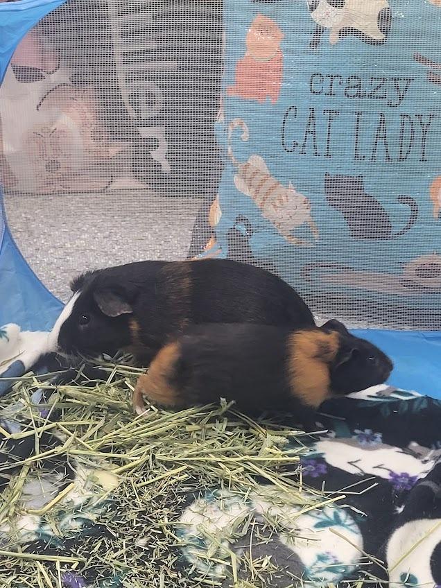 Casserole, a Adoptable Guinea Pig in CRYSTAL LAKE, IL image 3/6