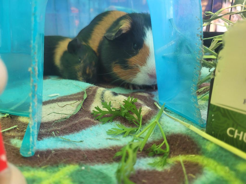 Casserole, a Adoptable Guinea Pig in CRYSTAL LAKE, IL image 4/6