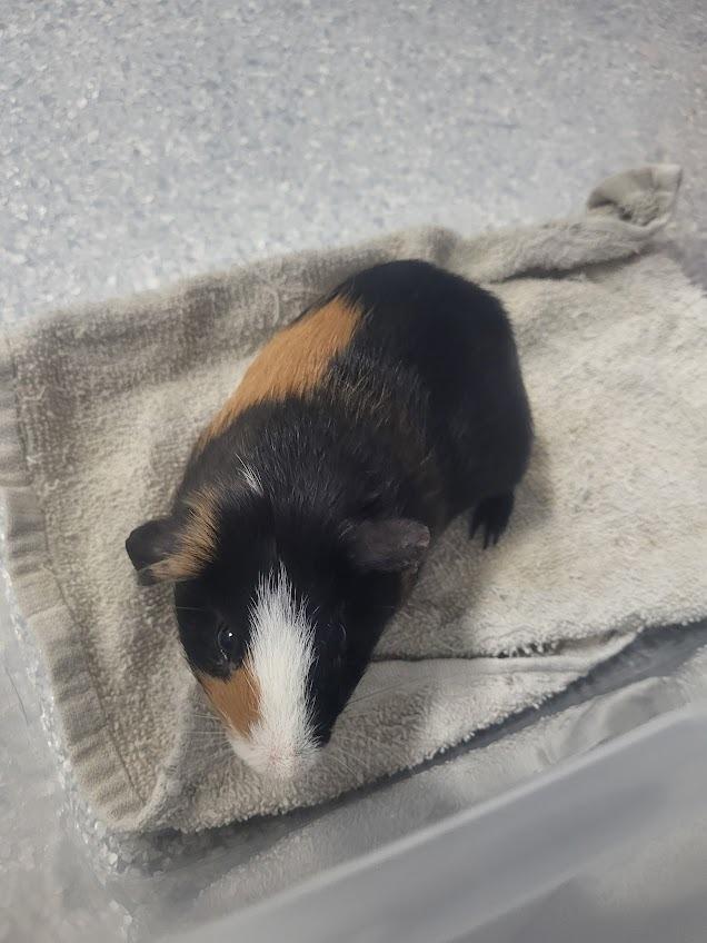 Casserole, a Adoptable Guinea Pig in CRYSTAL LAKE, IL image 5/6