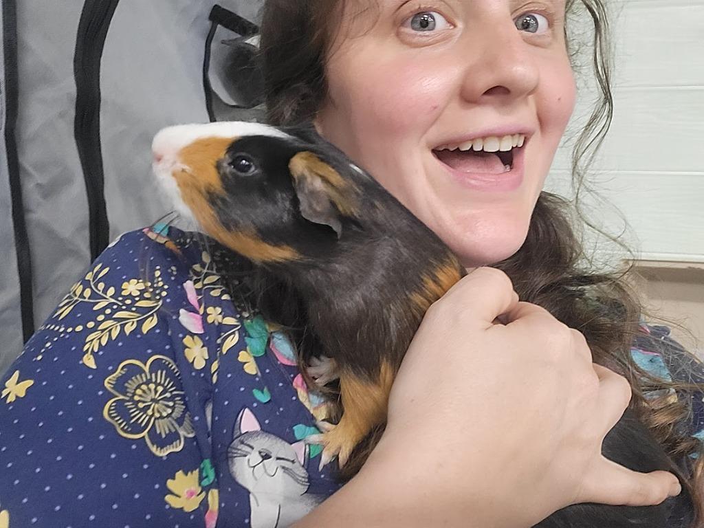 Casserole, a Adoptable Guinea Pig in CRYSTAL LAKE, IL image 6/6