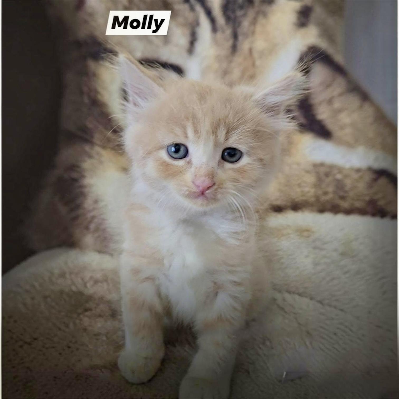 Molly, an adoptable Domestic Medium Hair in Hillsborough, NJ image 1/3