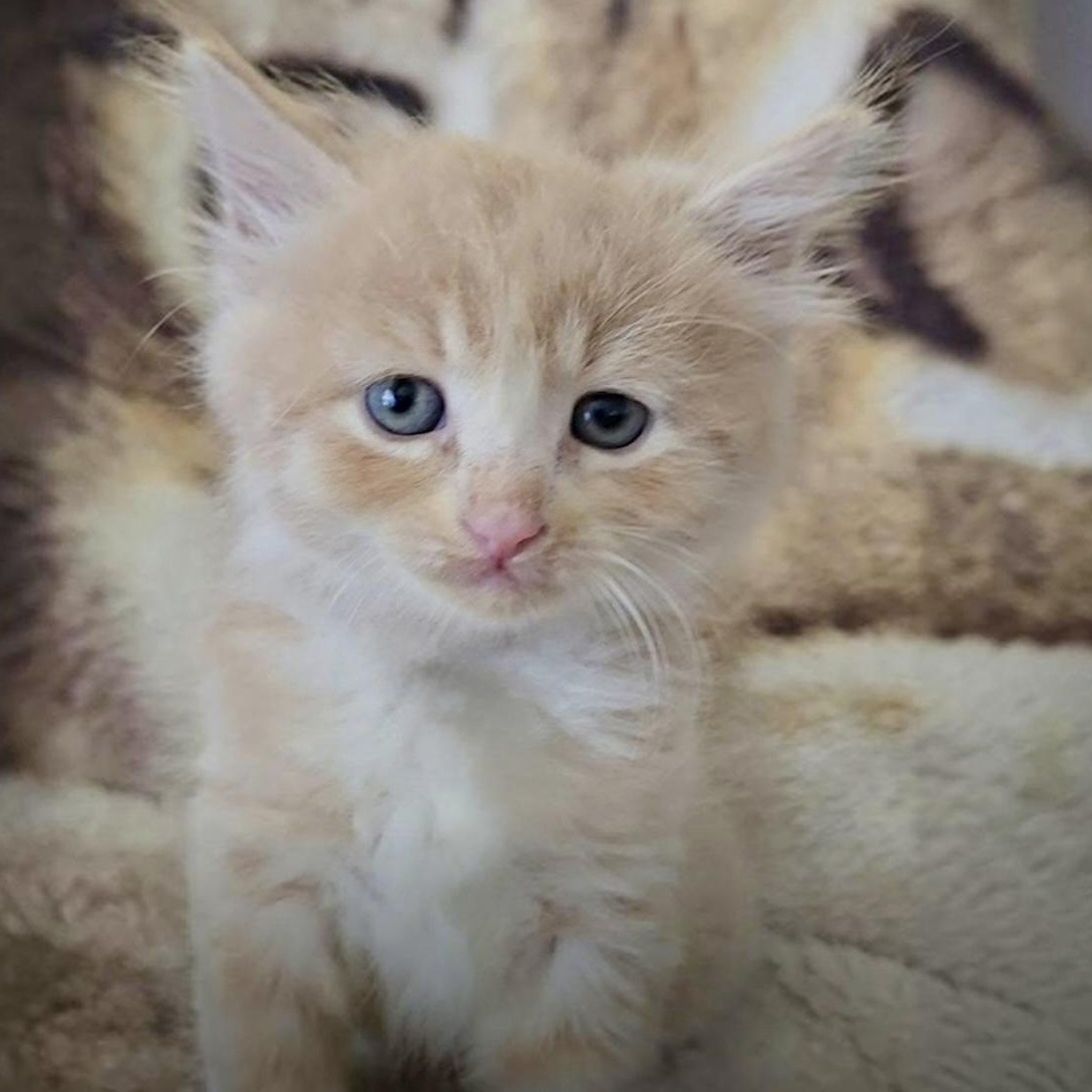 Enlarge Olly, a Adopted Domestic Medium Hair in Hillsborough, NJ image 2/4