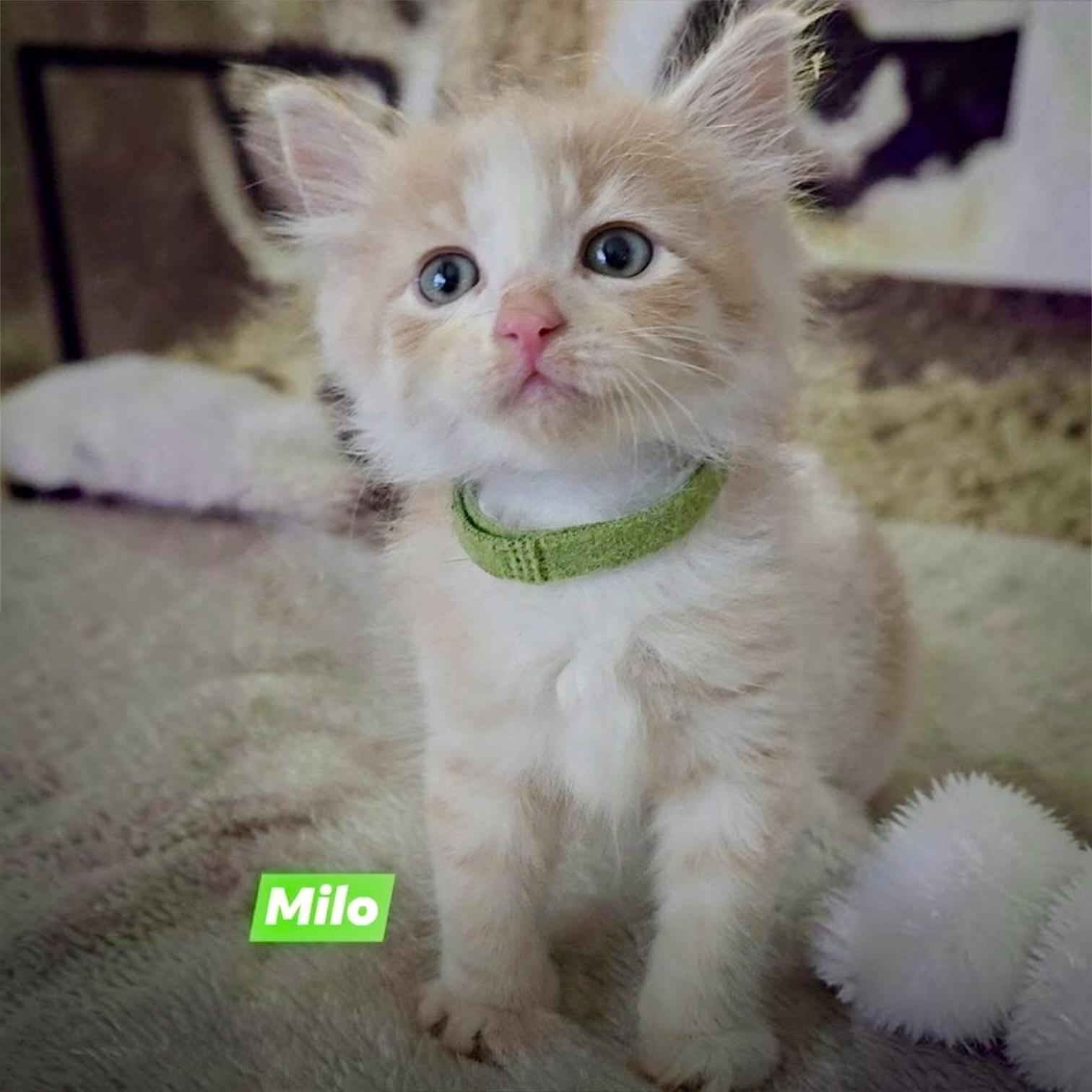 Molly, an adoptable Domestic Medium Hair in Hillsborough, NJ image 3/3