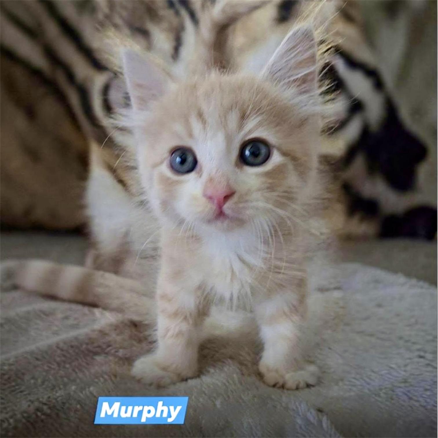 Molly, an adoptable Domestic Medium Hair in Hillsborough, NJ image 2/3