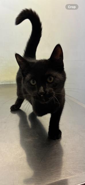 Enlarge Lunar, a Adopted mixed breed in Trenton, MO image 1/1