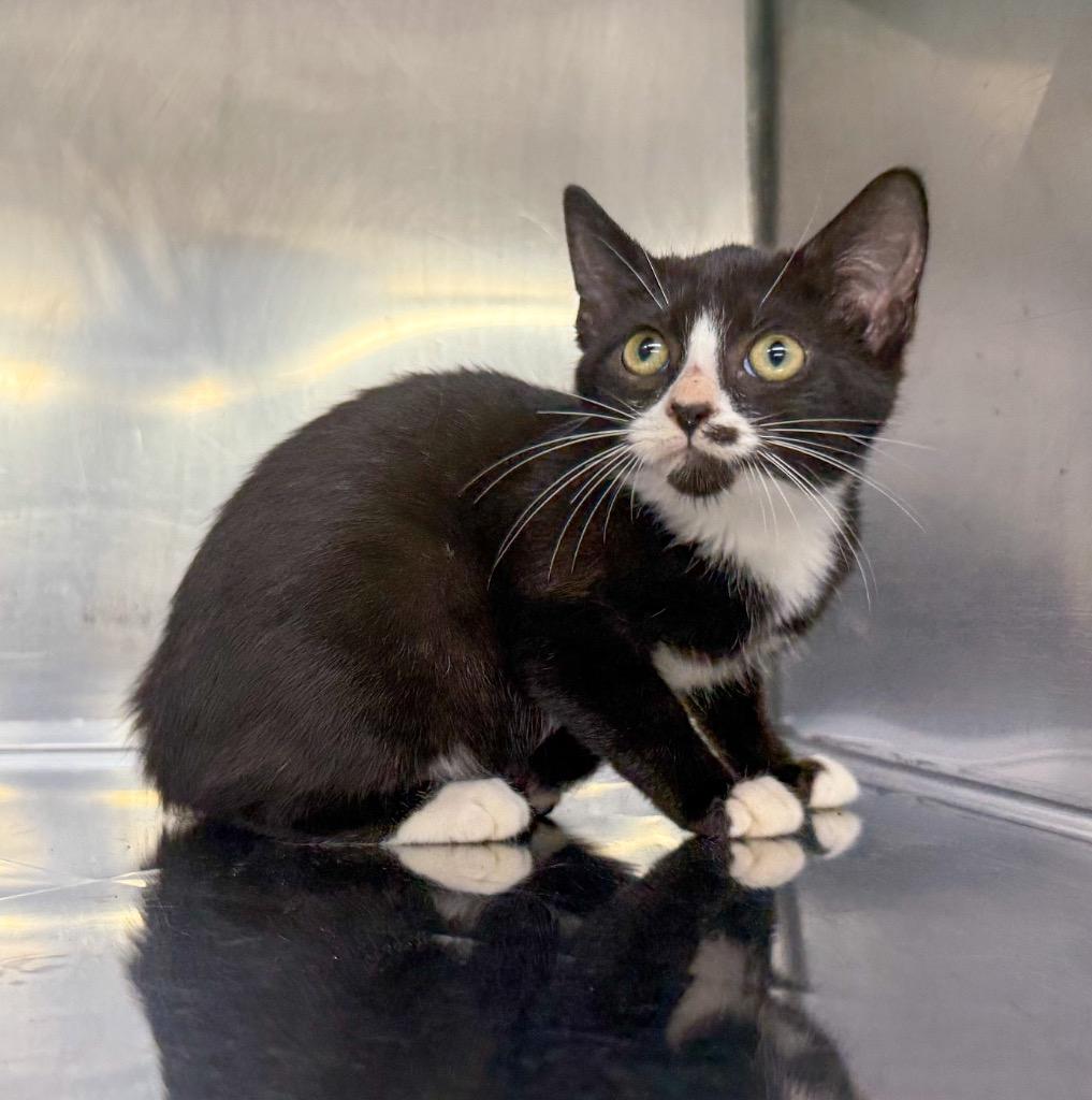Carlie, Adoptable, Kitten Female Domestic Short Hair.