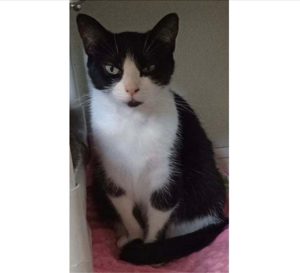 Enlarge Ithaca, a Adoptable mixed breed in Saginaw, MI image 1/1