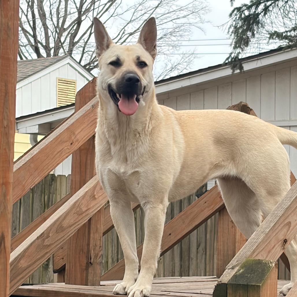 Enlarge BG 2222, a Adoptable mixed breed in Kansas City, MO image 4/6
