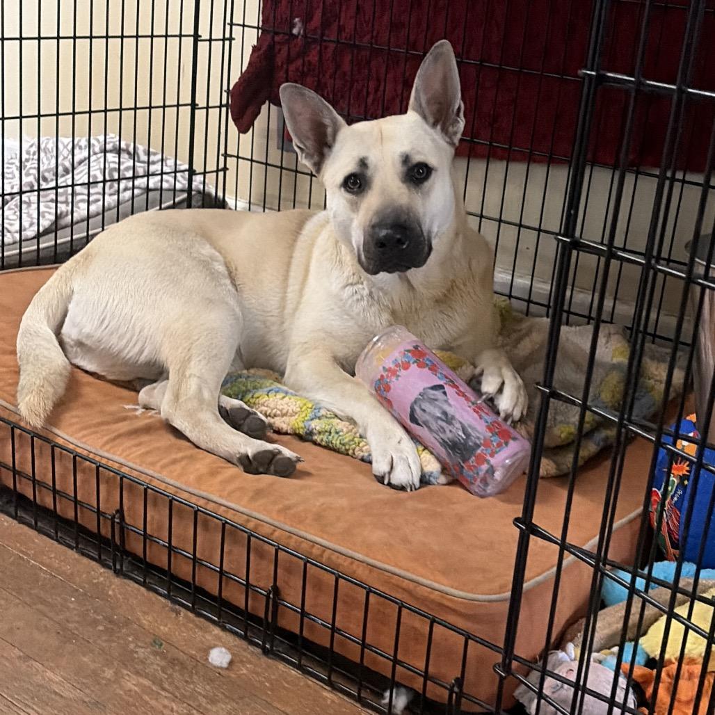 BG 2222, Adoptable, Adult Female Husky & Pit Bull Terrier.