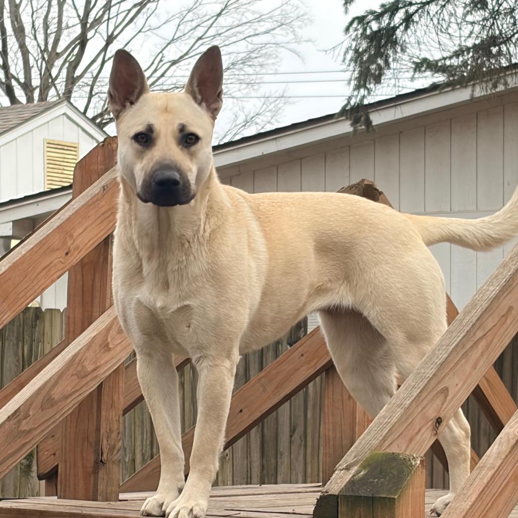 Enlarge BG 2222, a Adoptable mixed breed in Kansas City, MO image 5/6