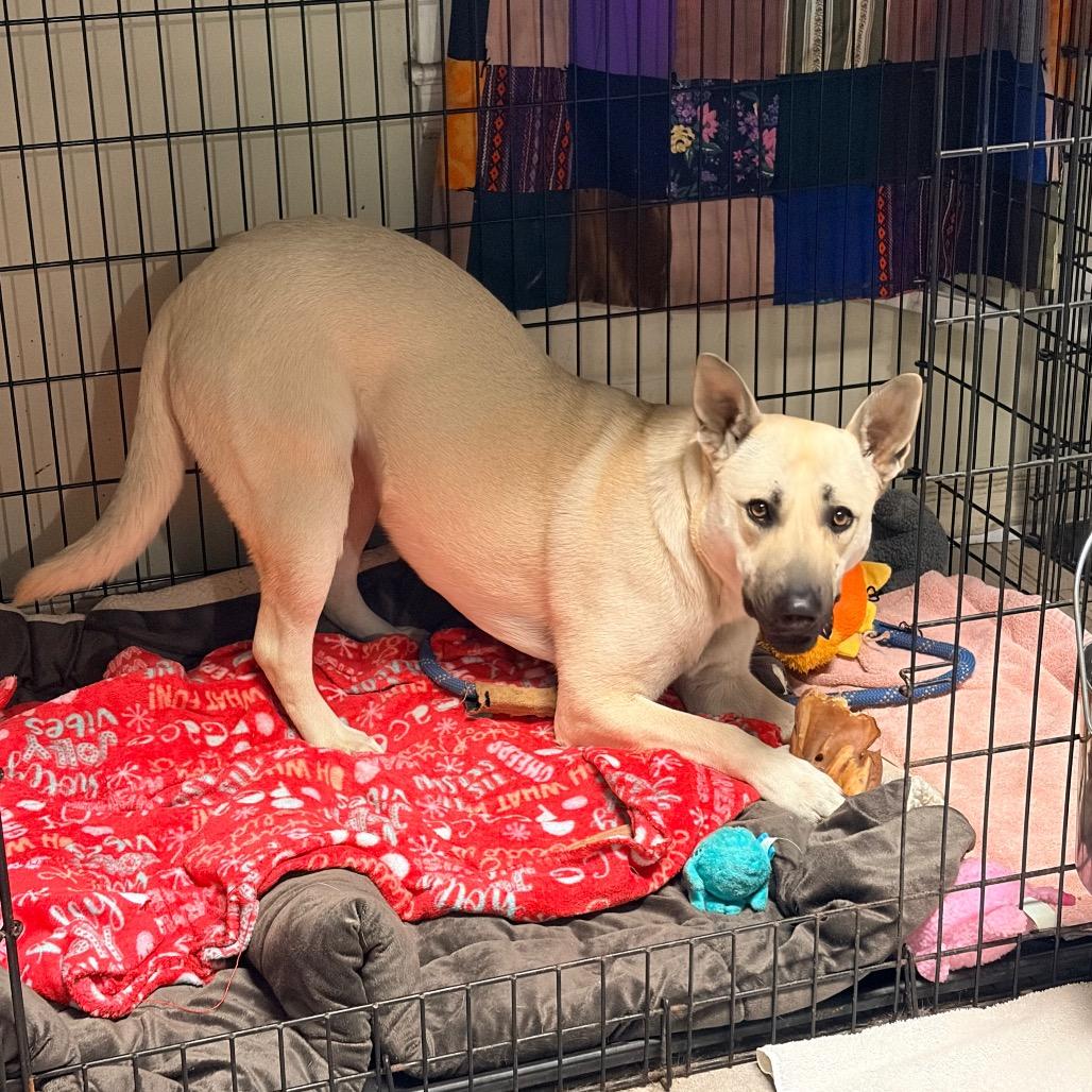 Enlarge BG 2222, a Adoptable mixed breed in Kansas City, MO image 6/6