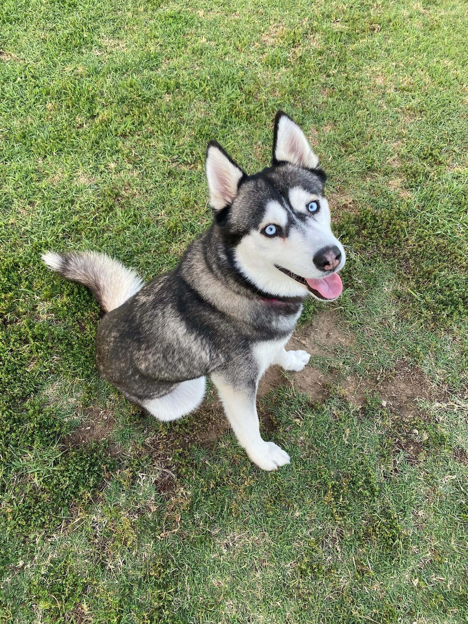 Enlarge Bayley, a Adopted Husky in Los Angeles , CA image 1/6