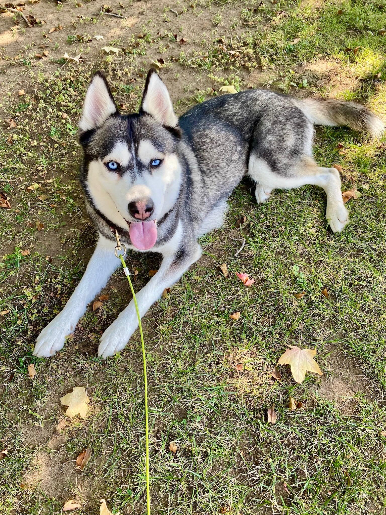 Enlarge Bayley, a Adopted Husky in Los Angeles , CA image 3/6