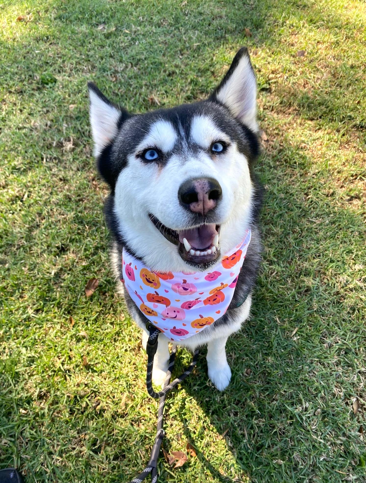 Enlarge Bayley, a Adopted Husky in Los Angeles , CA image 4/6