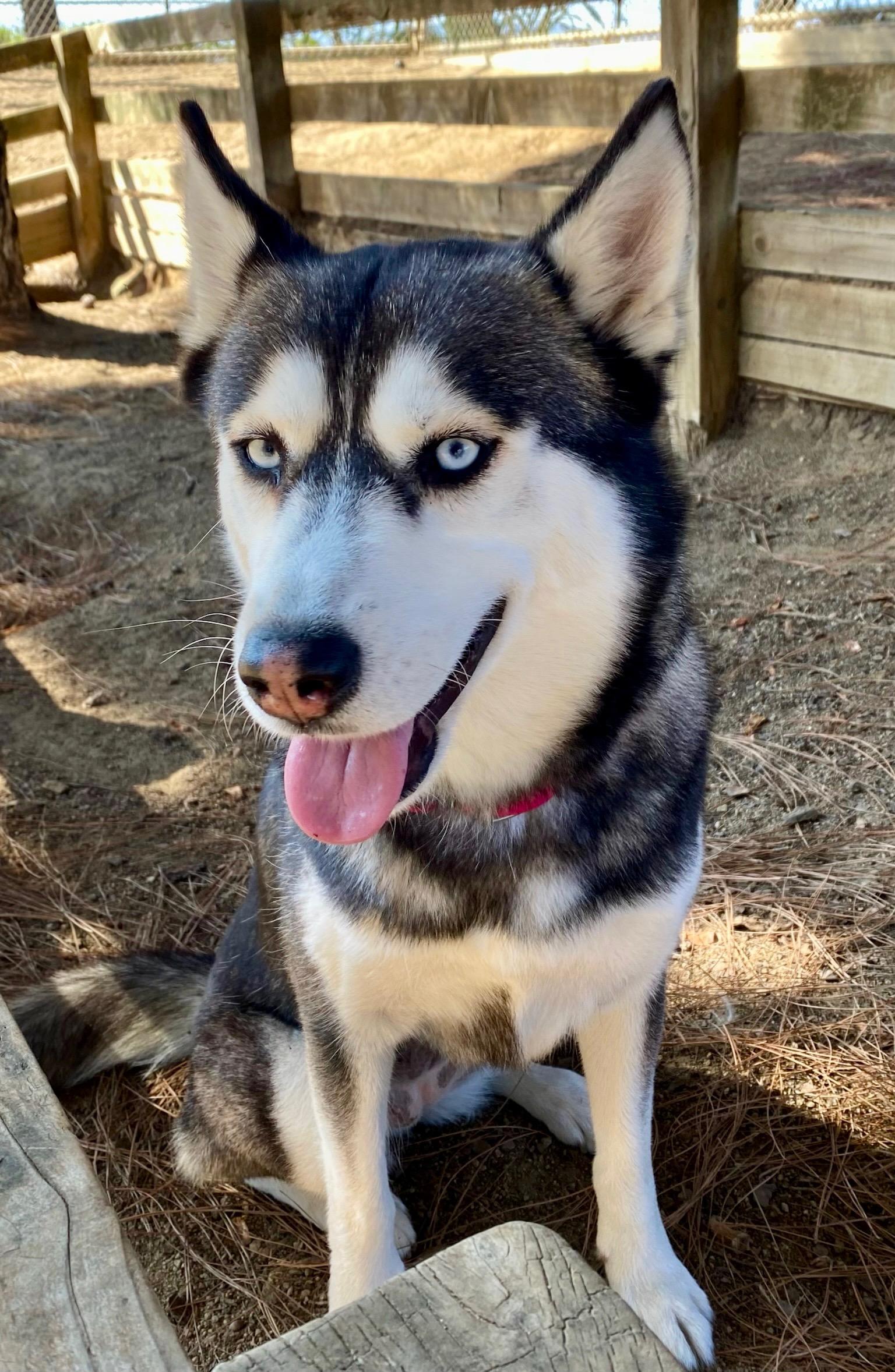Enlarge Bayley, a Adopted Husky in Los Angeles , CA image 5/6