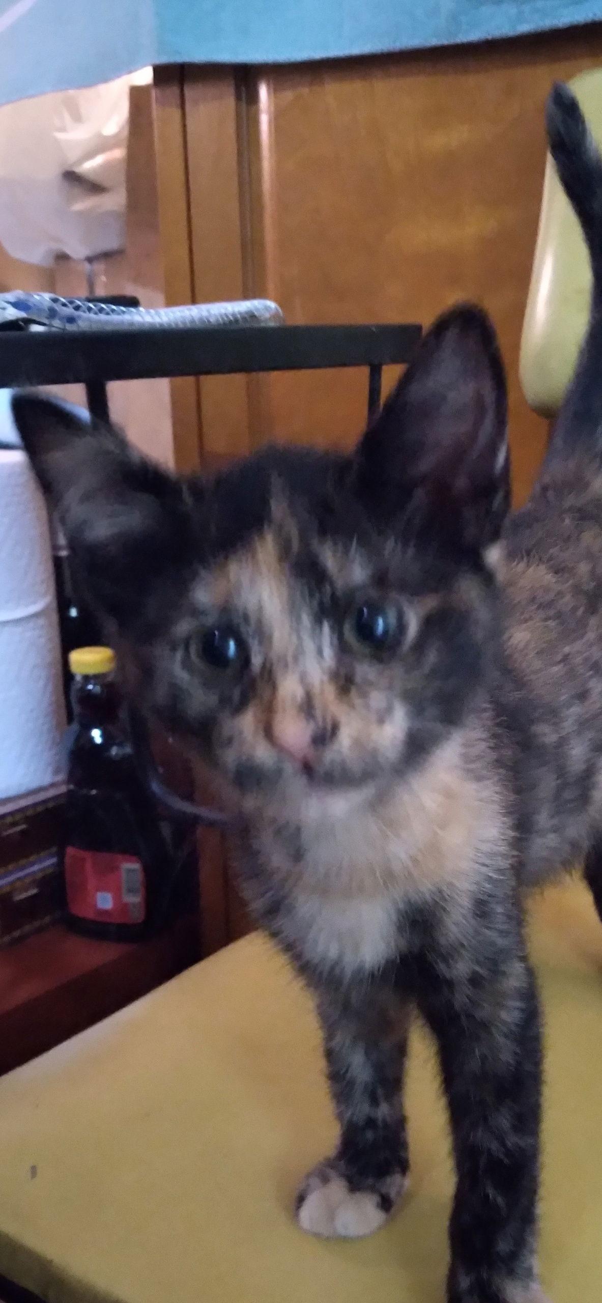 Enlarge Millie, a Adopted Tortoiseshell in Alpharetta, GA image 1/3